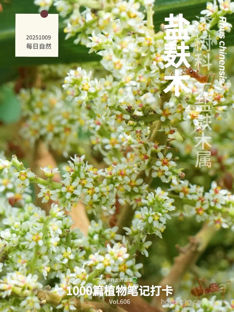 盐麸木花的功效与作用
