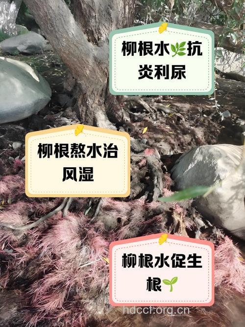 柳根的功效与作用
