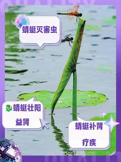 蜻蜓的功效与作用