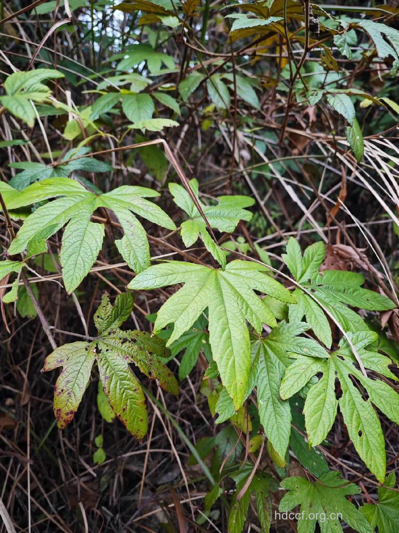 七爪风的功效与作用