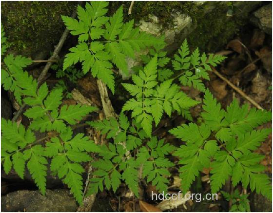 疏叶香根芹的功效与作用