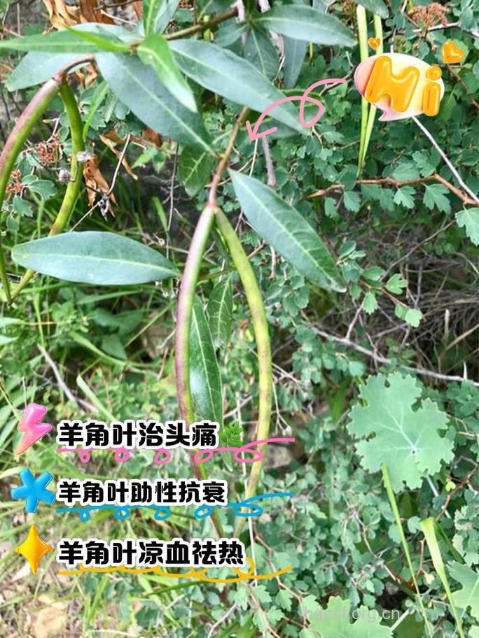 羊角藤叶的功效与作用