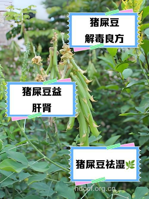 头花猪屎豆的功效与作用