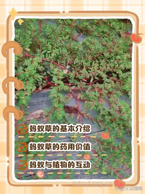 蚂蚁花根的功效与作用