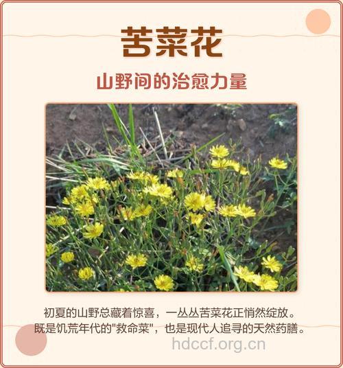 苦菜花子的功效与作用