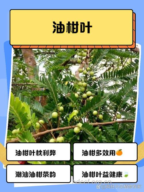 山油柑叶的功效与作用