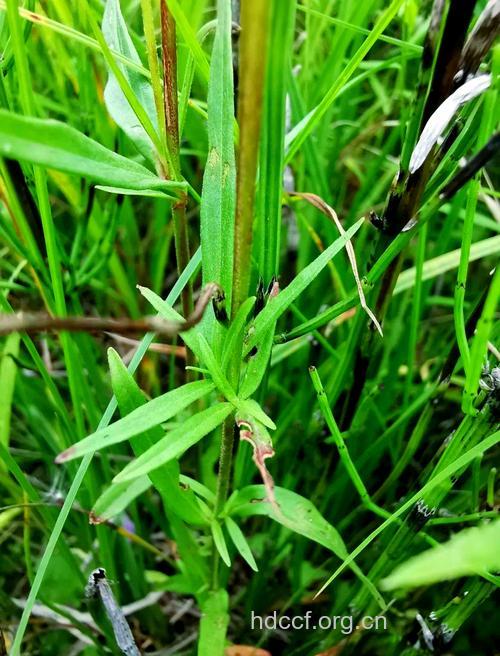 沼生柳叶菜的功效与作用
