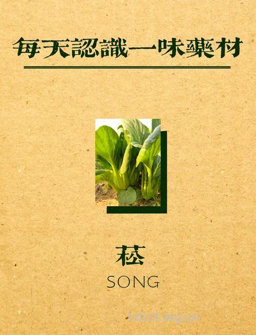 菘菜子的功效与作用