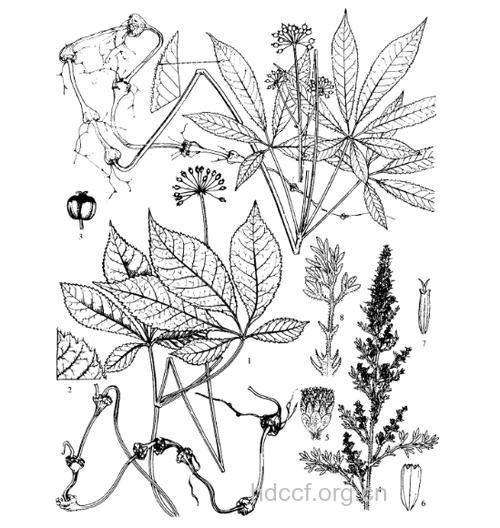 劲直蒿的功效与作用