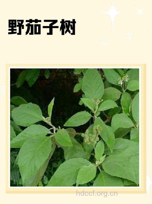 野茄树的功效与作用