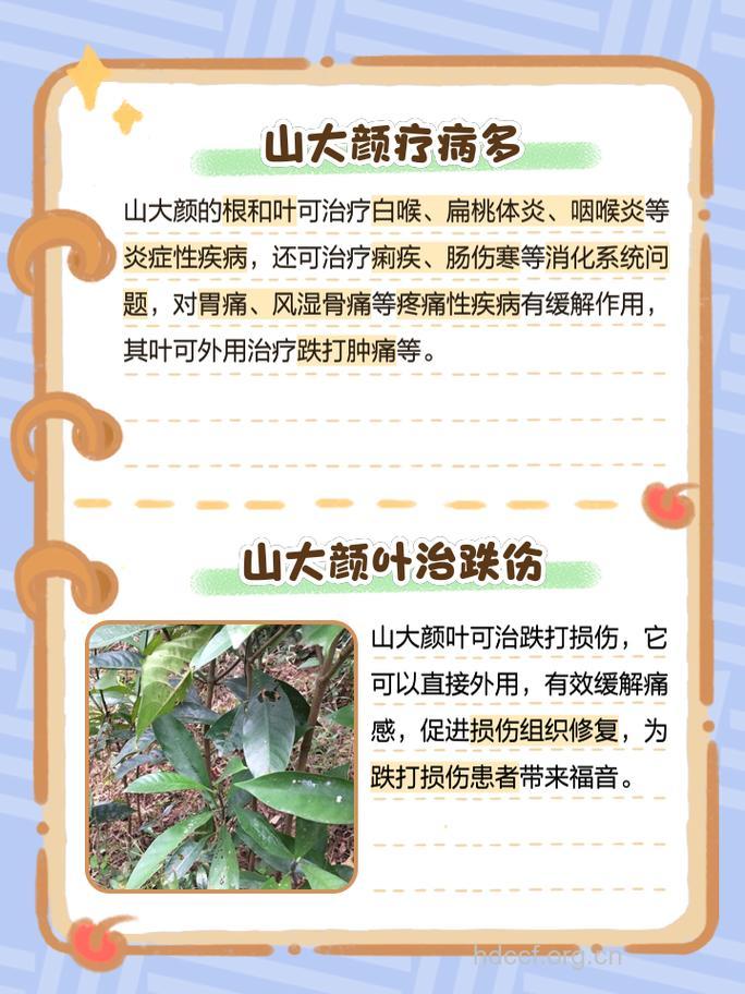 山大颜的功效与作用