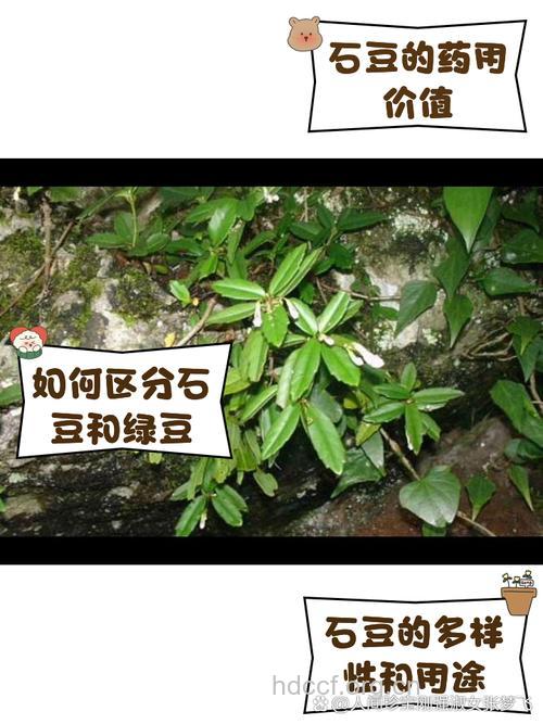 石豇豆的功效与作用