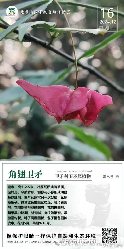 角翅卫矛果的功效与作用