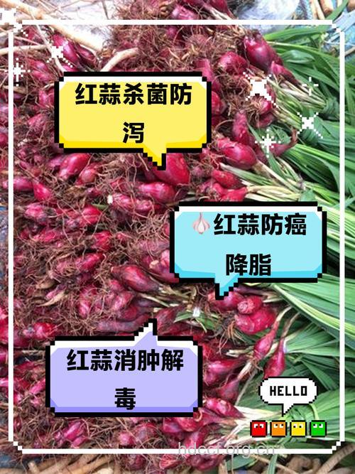 小红蒜的功效与作用