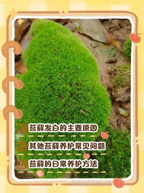 真藓的功效与作用