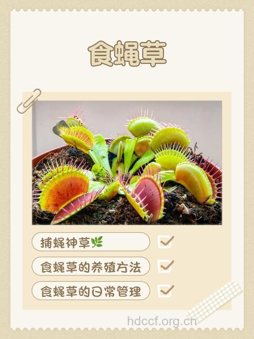 我们养的植物有的是致癌隐形杀手