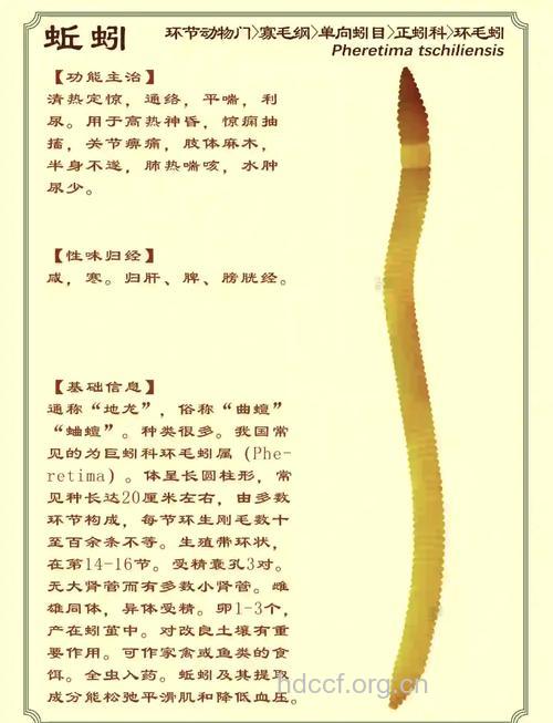 蚯蚓的功效与作用