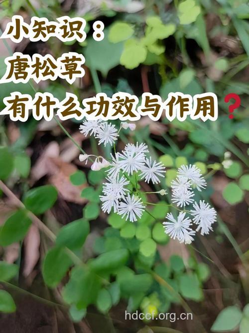 毛发唐松草的功效与作用