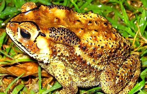 金蛤蟆的功效与作用