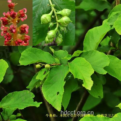 牛鼻栓的功效与作用