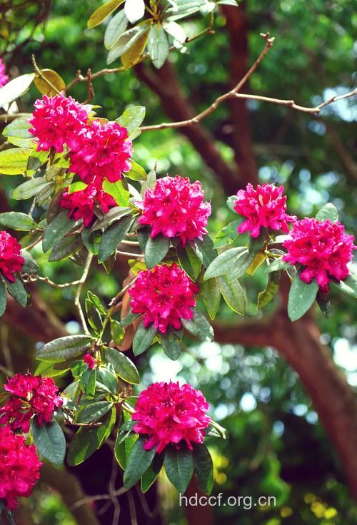 马缨花的功效与作用