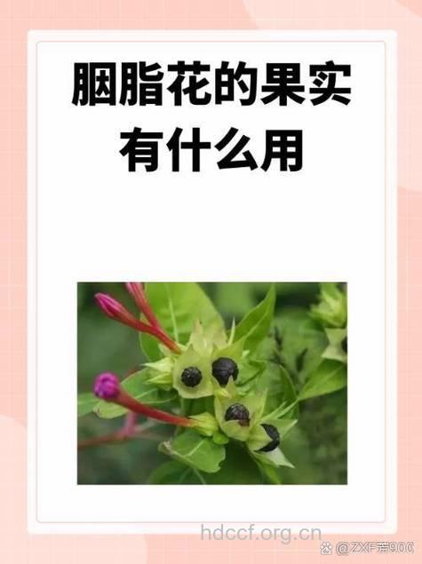 胭脂木的功效与作用