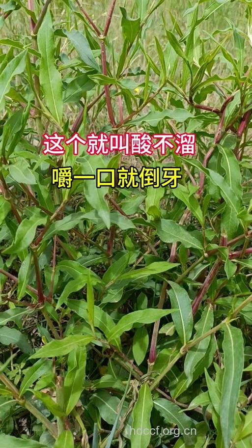 酸不溜根的功效与作用