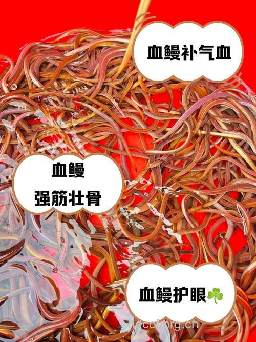 鳢鱼血的功效与作用