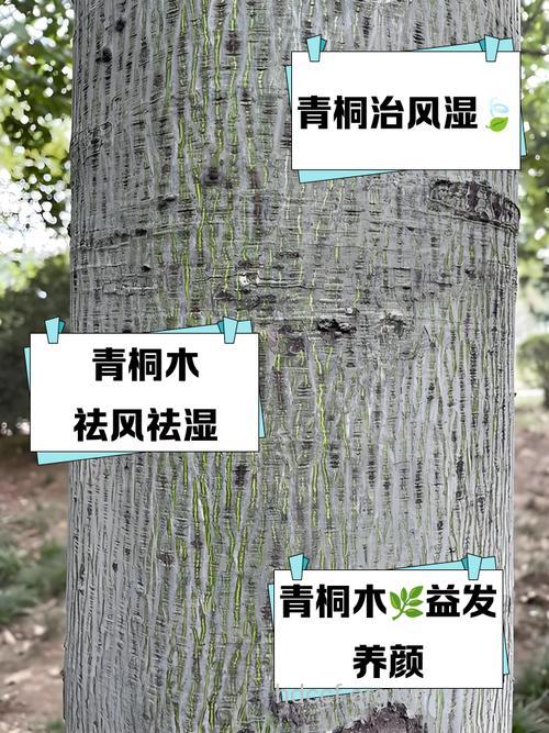 青桐翠木的功效与作用