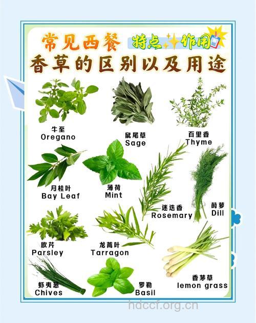 拟进里香的功效与作用