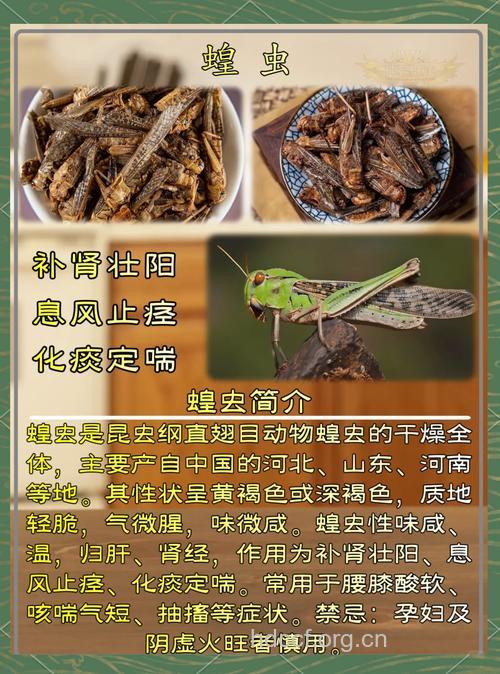 蚱蜢的功效与作用