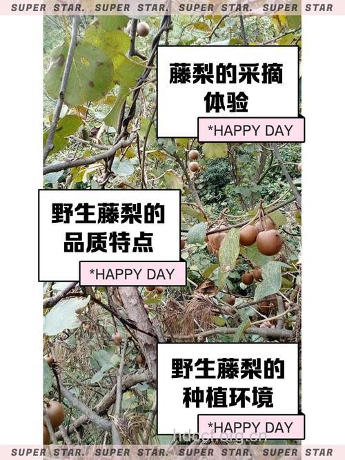 水梨藤的功效与作用