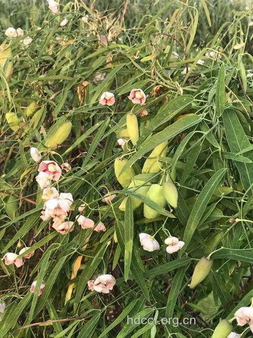 尖槐藤的功效与作用