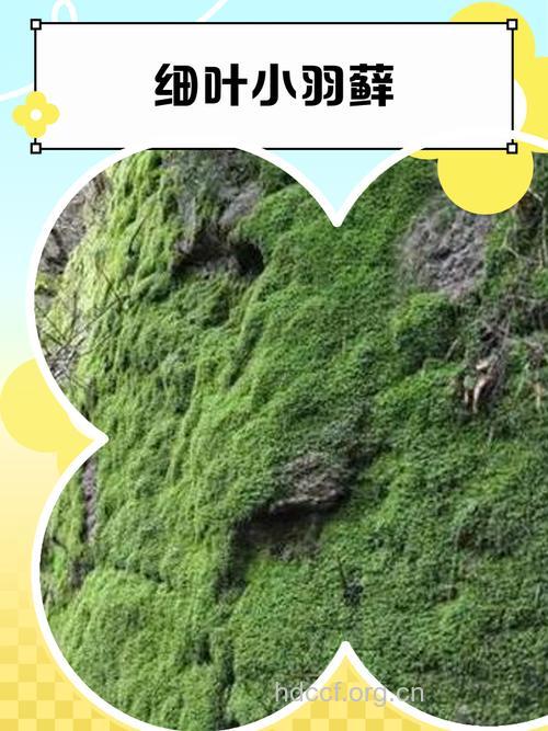 小叶小羽藓的功效与作用
