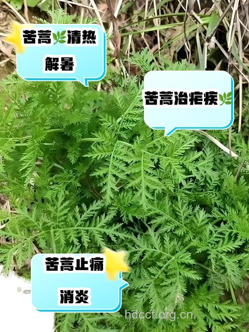 苦蒿的功效与作用