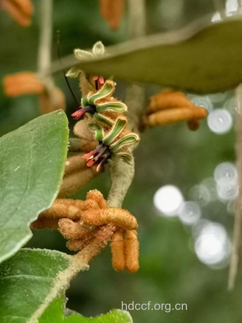 锈毛钝果寄生的功效与作用