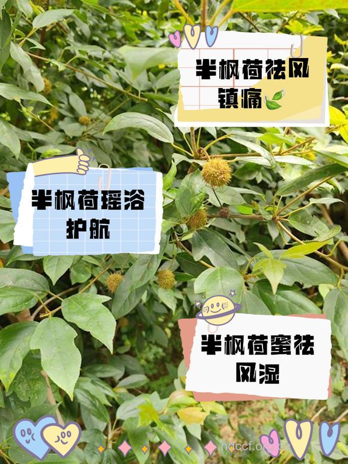 金缕半枫荷的功效与作用