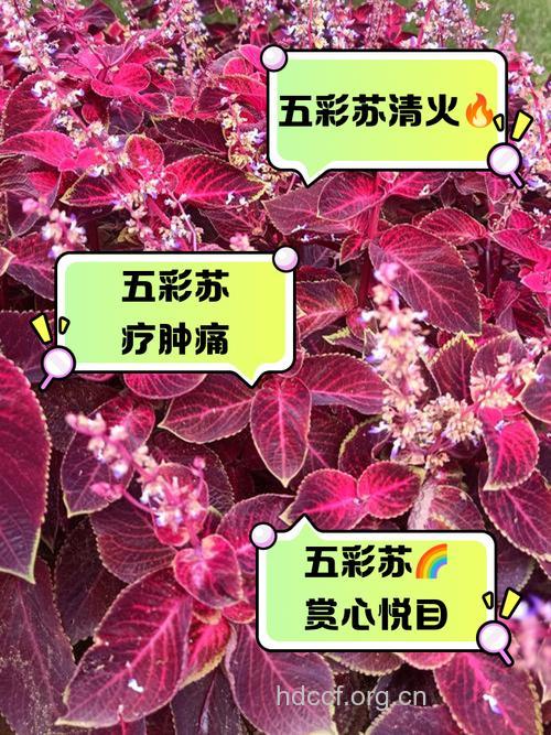 小五彩苏的功效与作用