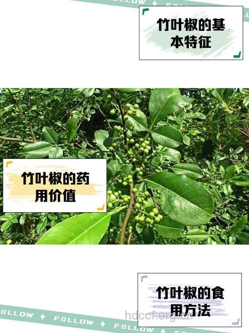 竹叶椒根的功效与作用