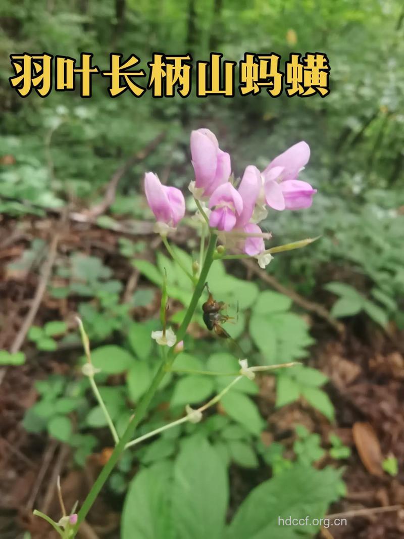 羽叶山蚂蝗的功效与作用