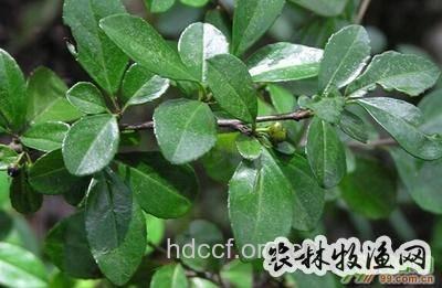 岩枣树的功效与作用