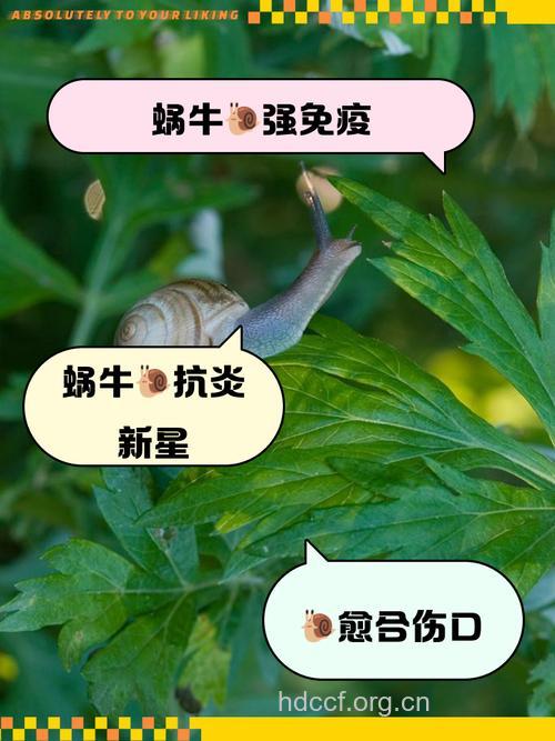 老蜗生的功效与作用
