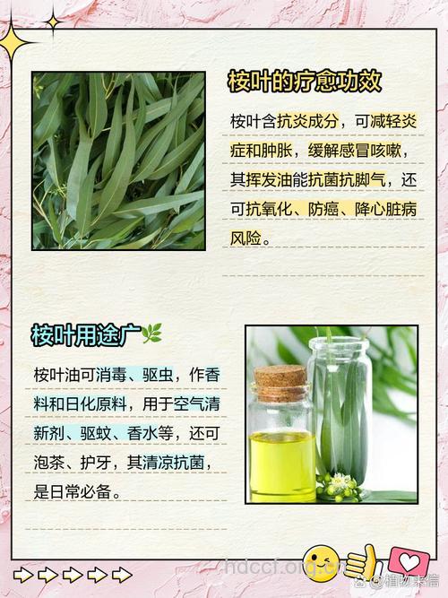 窿缘桉叶的功效与作用