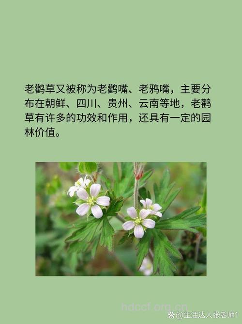 老鸦嘴的功效与作用