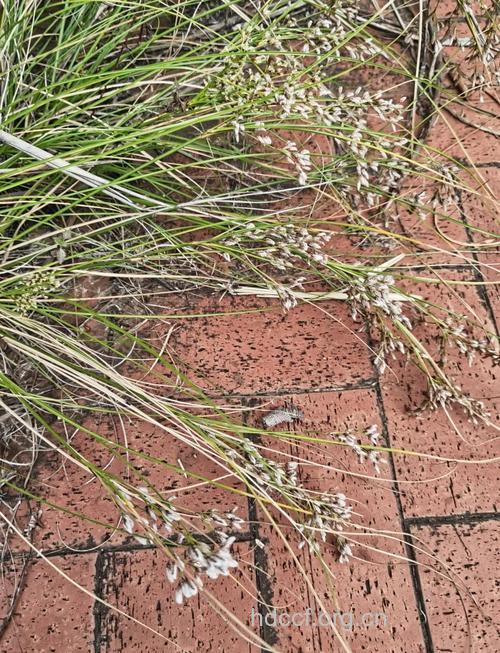 羊胡髭草的功效与作用