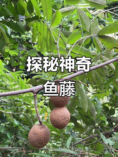 金鱼藤的功效与作用