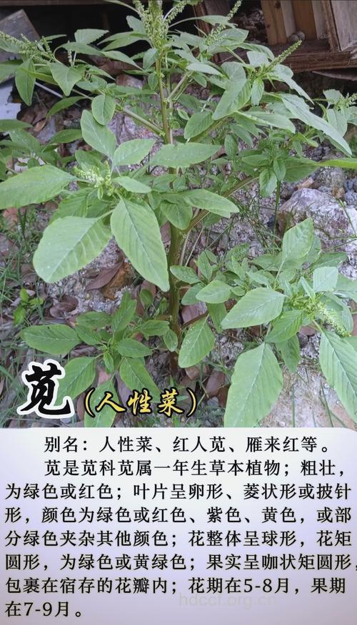 水苋菜的功效与作用