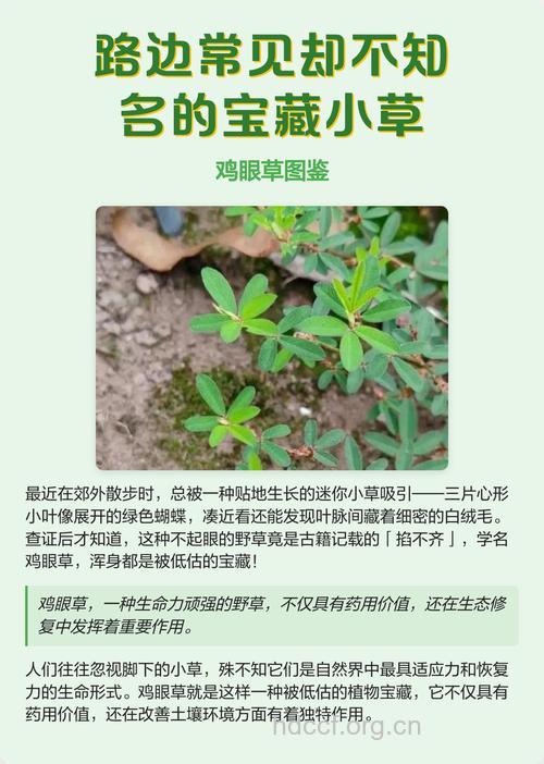 路边草的功效与作用