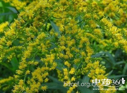 窄叶飘带草的功效与作用