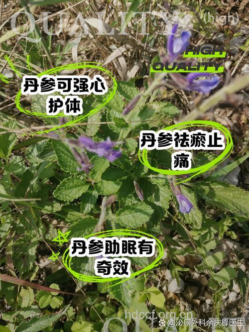 南丹参的功效与作用